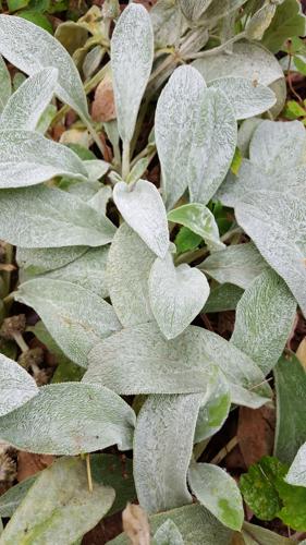 Good to Grow: Area rugs for the garden