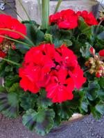 Good to Grow: Mom planted more than vegetables