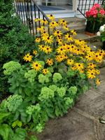 Good 2 Grow: Sowing seeds for spring gardens