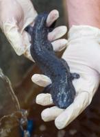 Ruling gives hellbender another bid for endangered species listing