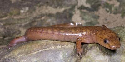 West Virginia spring salamander