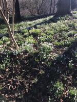 Good 2 Grow: Winter garden clean up -- not quite yet