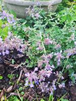 Good 2 Grow: Consider catmint placement carefully