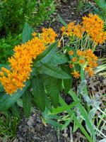 Good 2 Grow: Plants that can take the heat