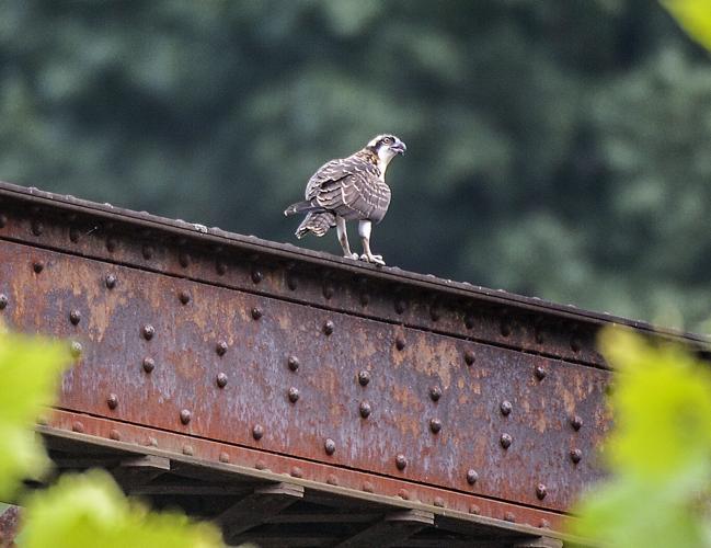 Osprey Release