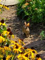 Good 2 Grow: Going native in the garden