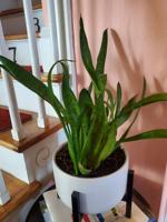 Good 2 Grow: Indoor plants get a January pick-me up