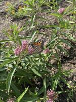 20th annual Monarch Butterfly Day event set at Spring Hill Cemetery Park
