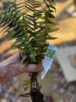 Good 2 Grow: Reclaiming Fernbank