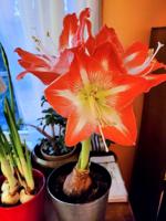 Good 2 Grow: Forcing bulbs for indoor blooms