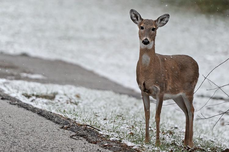 Weather photo: Deer in Weberwood neighborhood