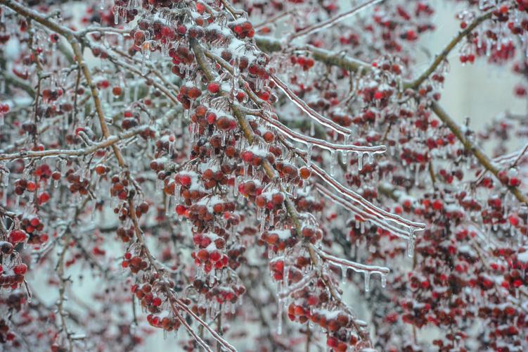 Frozen Berries
