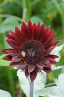 Good 2 Grow: Bring the luscious notes of chocolate to your garden