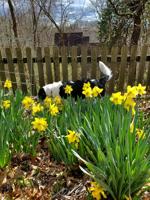 Good 2 Grow: Yellow, anything but mellow