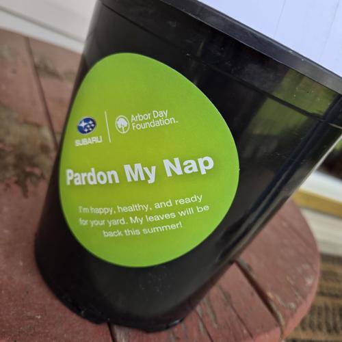 tulip pot 6.21.2025.jpg