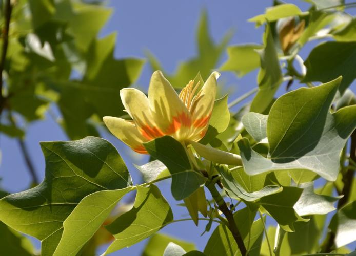 Tulip_tree_(Liriodendron_tulipifera)_in_Munich_(3).jpg