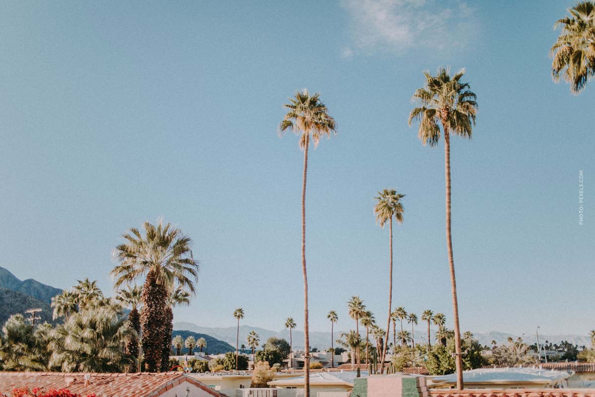 California - Louis Vuitton - palms - blue sky -