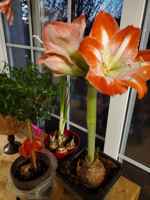 Good 2 Grow: Amaryllis, paperwhites keep gardeners and homes happy in winter